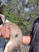 Chloe, a female Border Collie and American Pit Bull Terrier for sale in San Antonio, TX – Photo 4 of 5