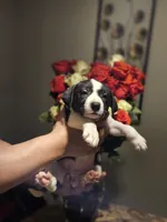Double Stuff, a female Border Collie and American Pit Bull Terrier for sale in San Antonio, TX – Photo 1 of 9
