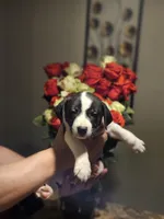 Double Stuff, a female Border Collie and American Pit Bull Terrier for sale in San Antonio, TX – Photo 5 of 9