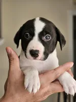 Double Stuff, a female Border Collie and American Pit Bull Terrier for sale in San Antonio, TX – Photo 7 of 9