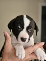 Double Stuff, a female Border Collie and American Pit Bull Terrier for sale in San Antonio, TX – Photo 2 of 9