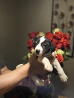 Double Stuff, a female Border Collie and American Pit Bull Terrier for sale in San Antonio, TX – Photo 6 of 9