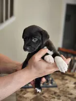 Happy, a male Border Collie and American Pit Bull Terrier for sale in San Antonio, TX – Photo 6 of 7