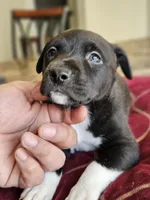 Happy, a male Border Collie and American Pit Bull Terrier for sale in San Antonio, TX – Photo 1 of 7