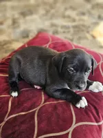 Happy, a male Border Collie and American Pit Bull Terrier for sale in San Antonio, TX – Photo 7 of 7