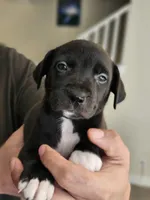 Happy, a male Border Collie and American Pit Bull Terrier for sale in San Antonio, TX – Photo 3 of 7