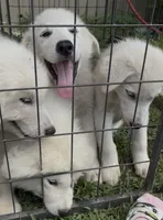 Doesn’t have one, a female Alaskan Malamute and Great Pyrenees for sale in Gilmer, TX – 3 of 8