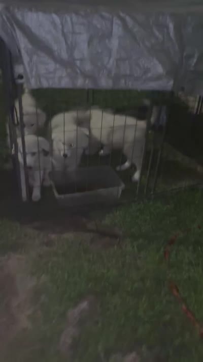 Doesn’t have one , a male Alaskan Malamute and Great Pyrenees for sale in Gilmer, TX – 3 of 3