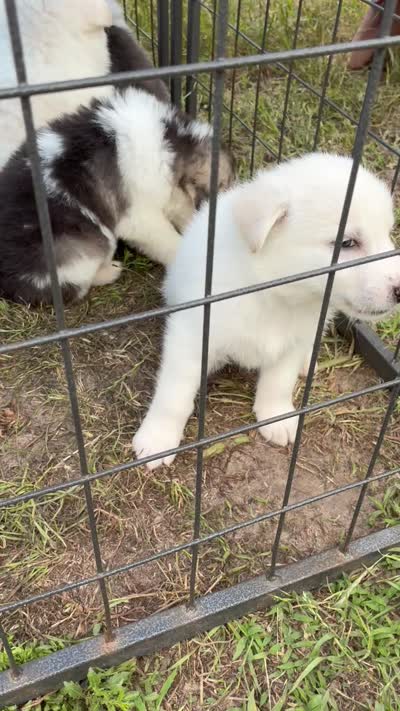 Doesn’t have one, a female Alaskan Malamute and Great Pyrenees for sale in Gilmer, TX – 6 of 8