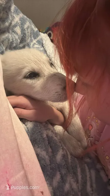Doesn’t have one – Alaskan Malamute, Great Pyrenees puppy for sale in Gilmer, TX