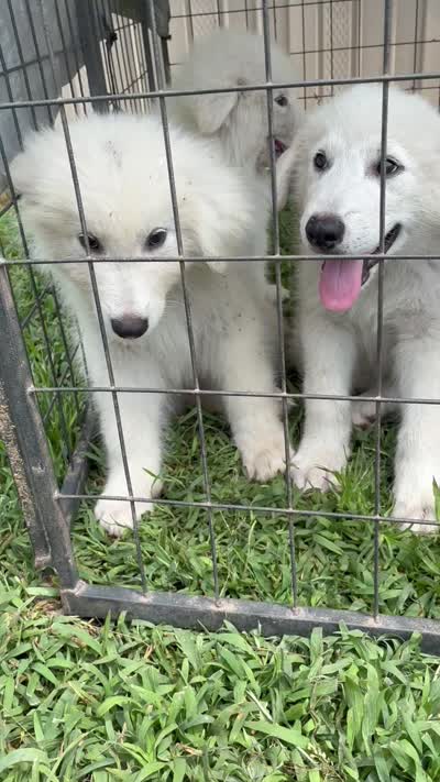 Doesn’t have one , a male Alaskan Malamute and Great Pyrenees for sale in Gilmer, TX – 1 of 3