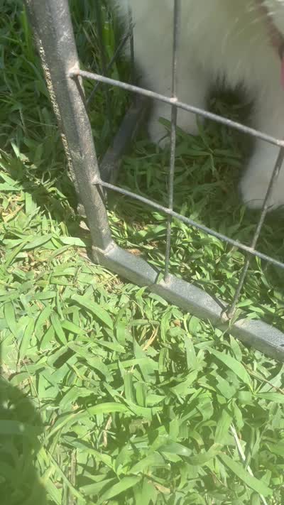 Doesn’t have one , a male Alaskan Malamute and Great Pyrenees for sale in Gilmer, TX – 2 of 3