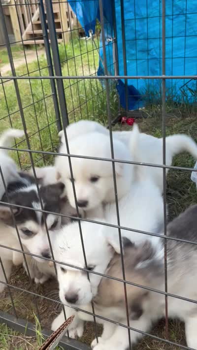 Doesn’t have one, a female Alaskan Malamute and Great Pyrenees for sale in Gilmer, TX – 5 of 8