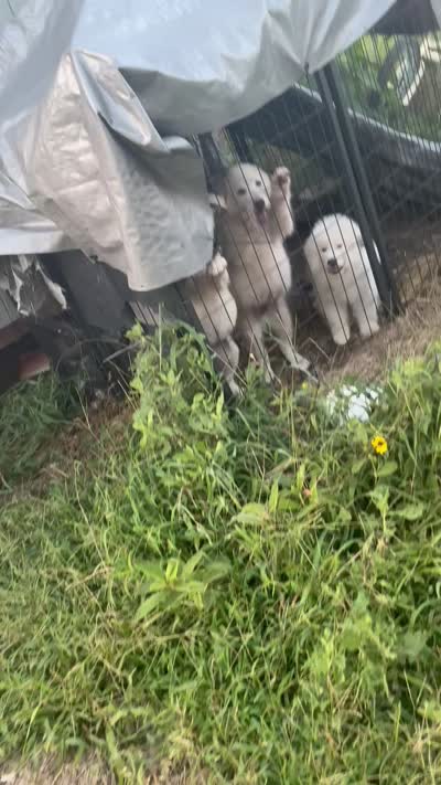 Doesn’t have one, a female Alaskan Malamute and Great Pyrenees for sale in Gilmer, TX – 7 of 8