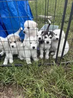 Doesn’t have one, a female Alaskan Malamute and Great Pyrenees for sale in Gilmer, TX – 4 of 8