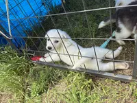 Doesn’t have one, a female Alaskan Malamute and Great Pyrenees for sale in Gilmer, TX – 2 of 8