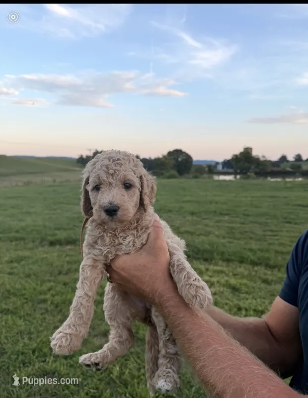 Cream – Bernedoodle puppy for sale in Sweetwater, TN