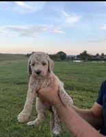 Cream, a female Bernedoodle for sale in Sweetwater, TN – 1 of 1