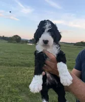 Black and White, a male Bernedoodle for sale in Sweetwater, TN – 1 of 1