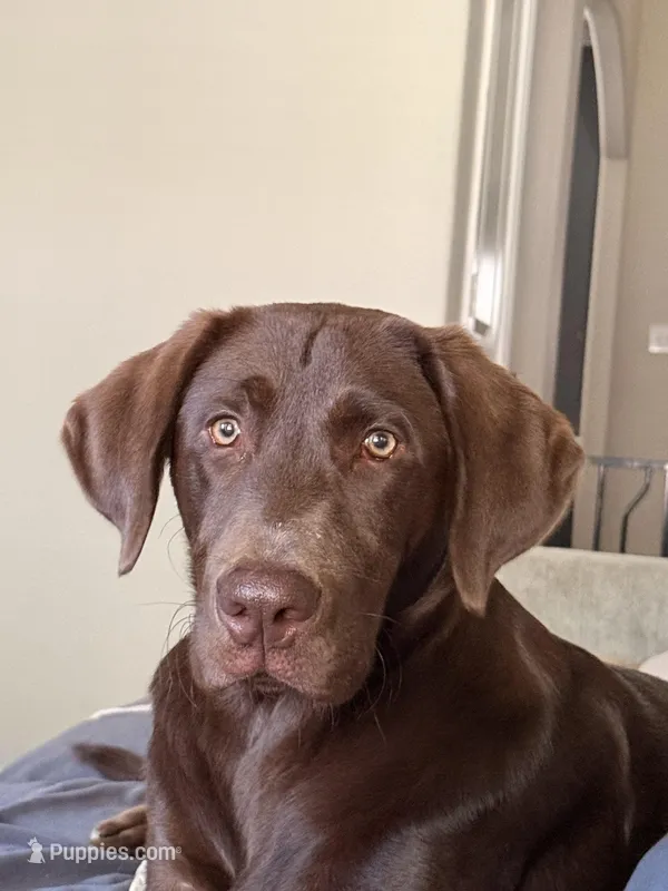 Max – Labrador Retriever puppy for sale in Georgetown, TX