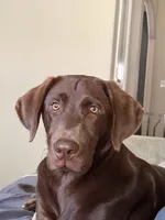 Max, a male Labrador Retriever for sale in Georgetown, TX – Photo 1 of 2