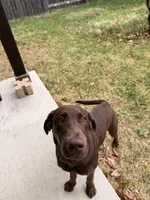 Max, a male Labrador Retriever for sale in Georgetown, TX – Photo 2 of 2