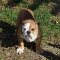 Edison, a male English Bulldog for sale in Clarinda, IA – Photo 7 of 8