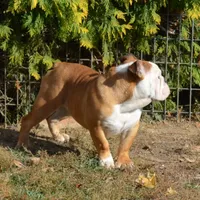 Edison, a male English Bulldog for sale in Clarinda, IA – Photo 6 of 8