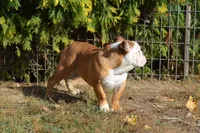Edison, a male English Bulldog for sale in Clarinda, IA – Photo 6 of 8