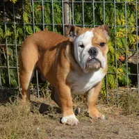 Edison, a male English Bulldog for sale in Clarinda, IA – Photo 1 of 8