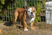 Edison, a male English Bulldog for sale in Clarinda, IA – Photo 1 of 8