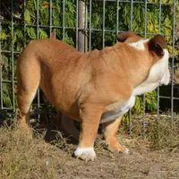 Edison, a male English Bulldog for sale in Clarinda, IA – Photo 3 of 8