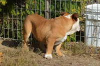 Edison, a male English Bulldog for sale in Clarinda, IA – Photo 3 of 8