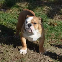 Edison, a male English Bulldog for sale in Clarinda, IA – Photo 8 of 8