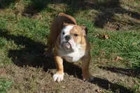 Edison, a male English Bulldog for sale in Clarinda, IA – Photo 8 of 8