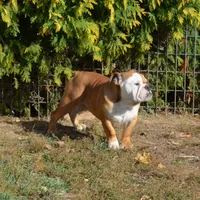 Edison, a male English Bulldog for sale in Clarinda, IA – Photo 5 of 8