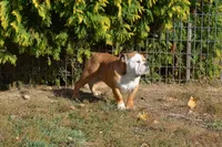Edison, a male English Bulldog for sale in Clarinda, IA – Photo 5 of 8