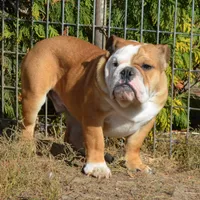 Edison, a male English Bulldog for sale in Clarinda, IA – Photo 2 of 8