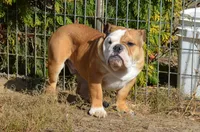 Edison, a male English Bulldog for sale in Clarinda, IA – Photo 2 of 8