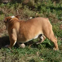 Edison, a male English Bulldog for sale in Clarinda, IA – Photo 4 of 8