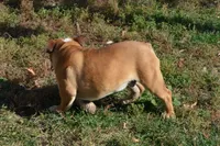 Edison, a male English Bulldog for sale in Clarinda, IA – Photo 4 of 8