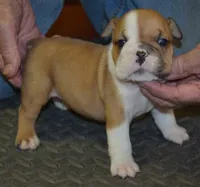 Kirby, a male English Bulldog for sale in Clarinda, IA – Photo 2 of 4