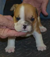 Kirby, a male English Bulldog for sale in Clarinda, IA – Photo 4 of 4