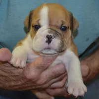 Kirby, a male English Bulldog for sale in Clarinda, IA – Photo 1 of 4