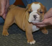 Kenzie, a female English Bulldog for sale in Clarinda, IA – Photo 2 of 4