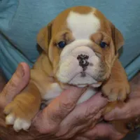 Kenzie, a female English Bulldog for sale in Clarinda, IA – Photo 1 of 4