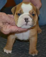 Kenzie, a female English Bulldog for sale in Clarinda, IA – Photo 3 of 4