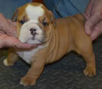 Kenzie, a female English Bulldog for sale in Clarinda, IA – Photo 4 of 4