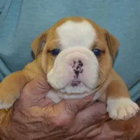 Kai, a male English Bulldog for sale in Clarinda, IA – Photo 1 of 4