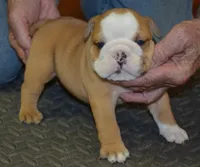 Kai, a male English Bulldog for sale in Clarinda, IA – Photo 4 of 4